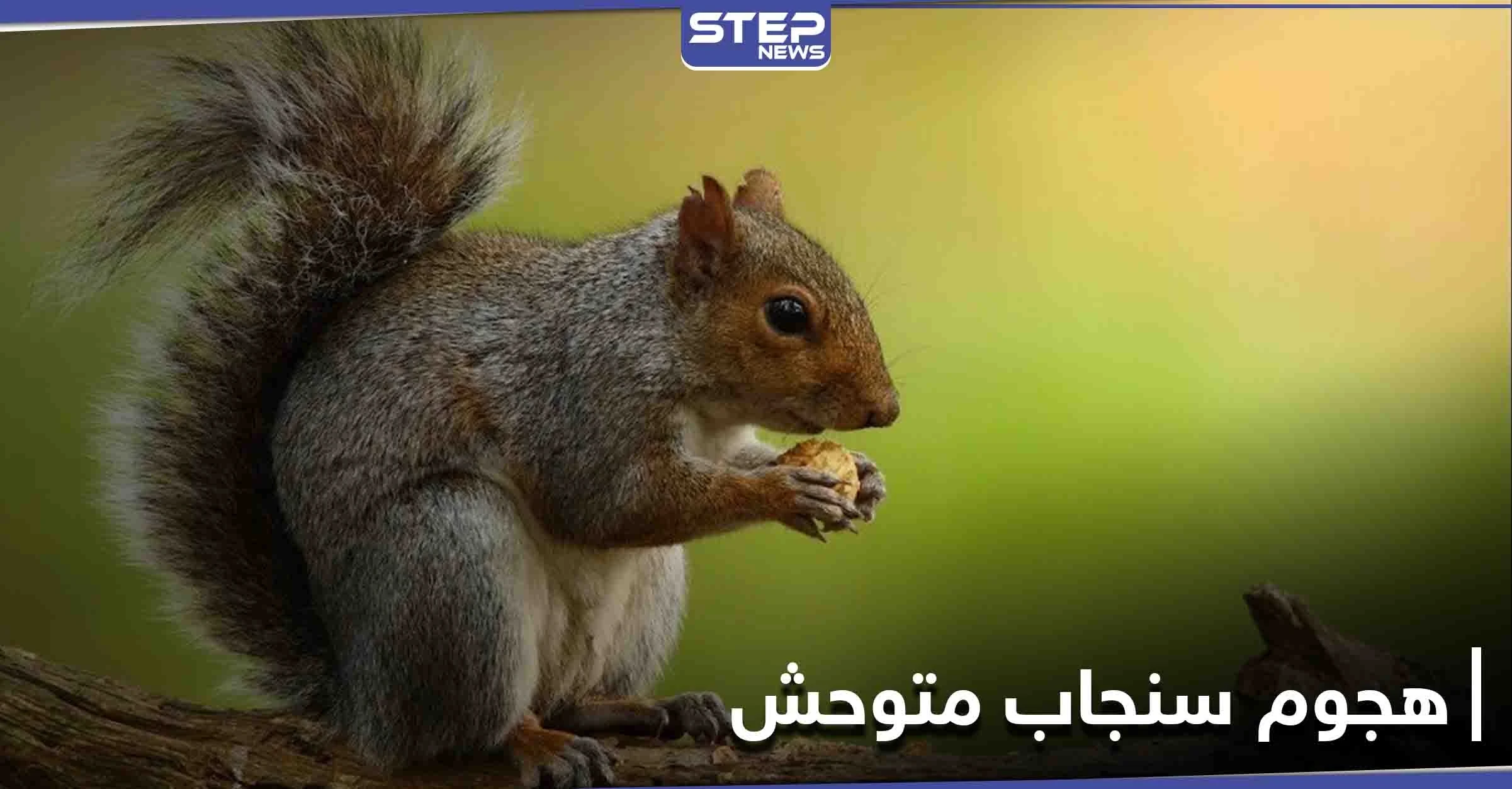 سنجاب متوحش يهاجم امرأة تاركاً إياها غارقةً في الدماء بين الجليد