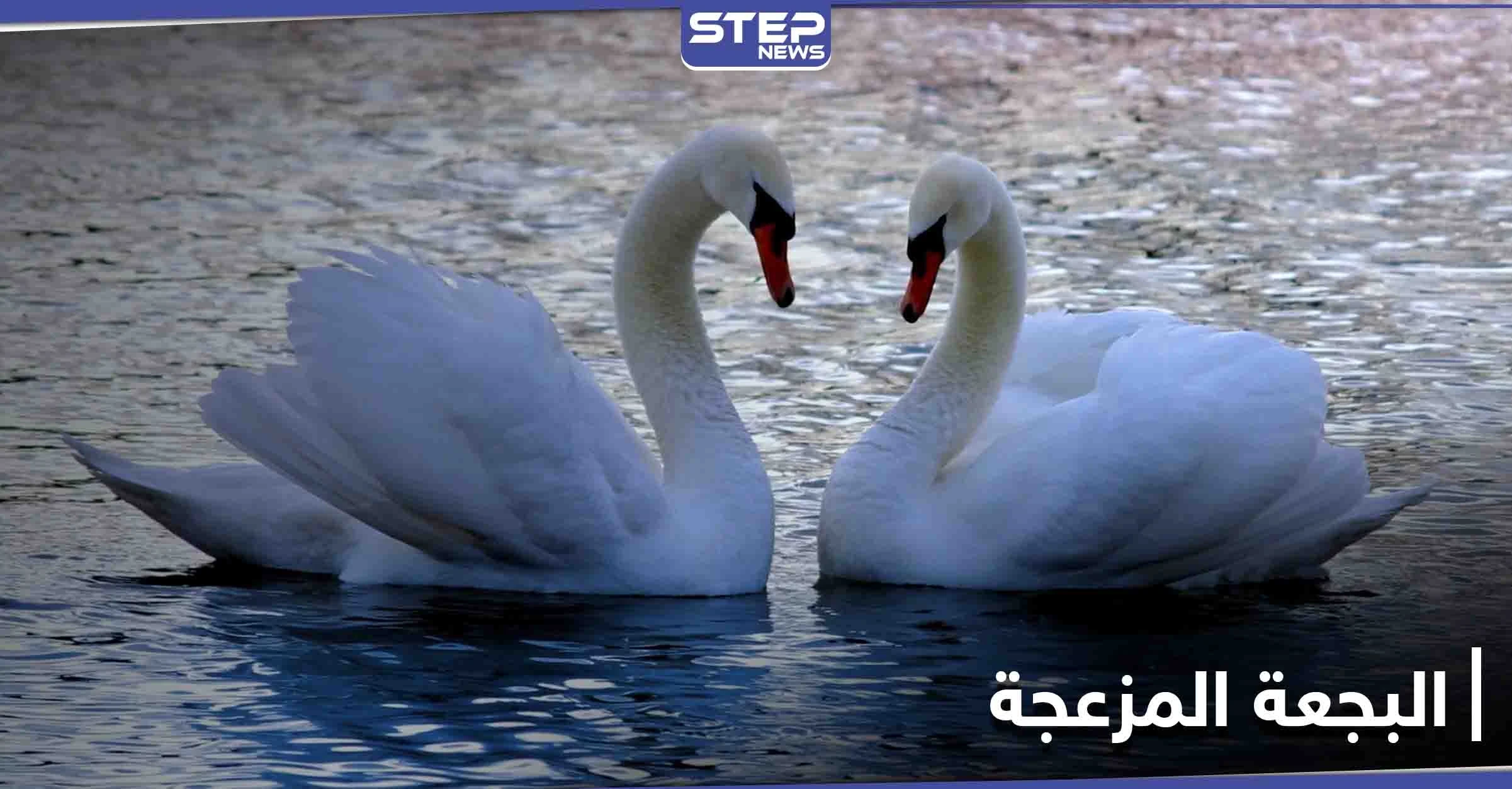 البجعة المزعجة تطرق الباب لثلاث ساعات.. وجار البحيرة أصابه اليأس (فيديو)