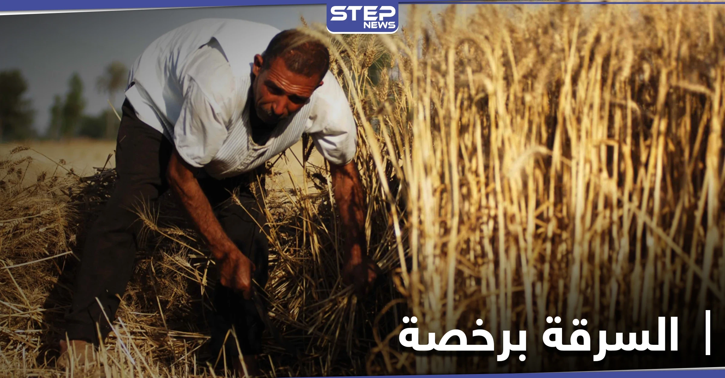 خاص|| مناقصة للاستيلاء على محاصيل الزيتون بـ ريف حماة الشمالي .. ومصادر تكشف التفاصيل