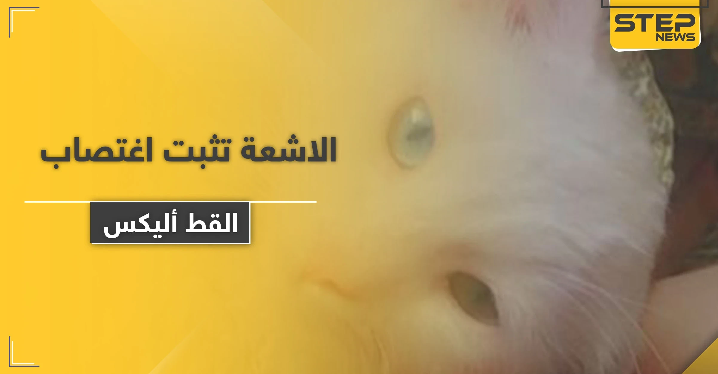 الأشعة تثبت اغتصاب "القط أليكس".. ومسن يلقى حتفه بعد محاولته الاعتداء على حمار