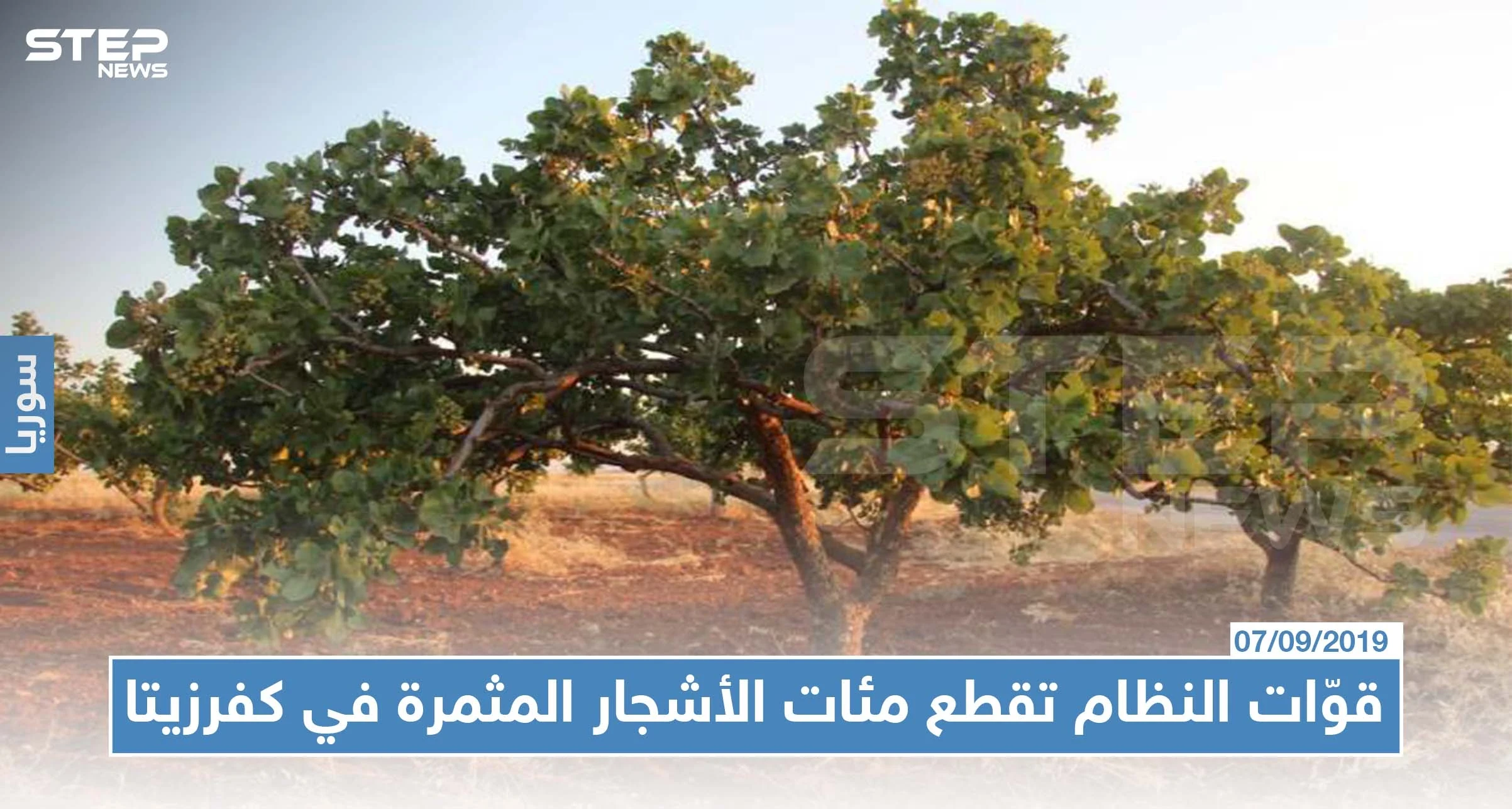 قوّات النظام تقطع مئات الأشجار المثمرة في كفرزيتا لبيعها في أسواق التعفيش!!