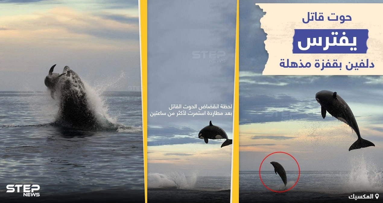 صور التقطها مصور الحياة البحرية "كريستوفر سوان" خلال رحلة استكشافية قبالة ساحل ولاية باها كاليفورنيا المكسيكية
