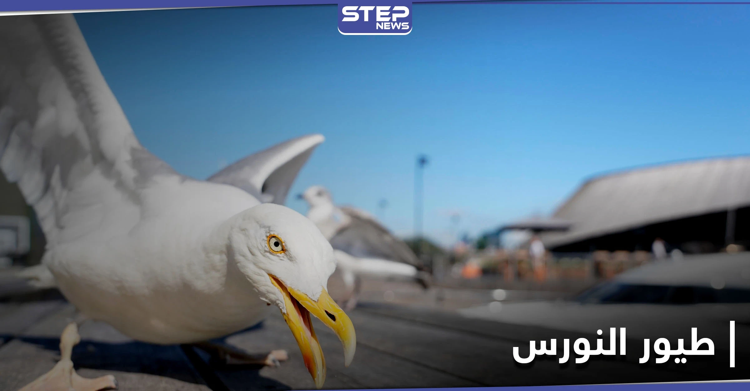 طيور النورس في البحرين تعجز عن الطيران لهذا السبب