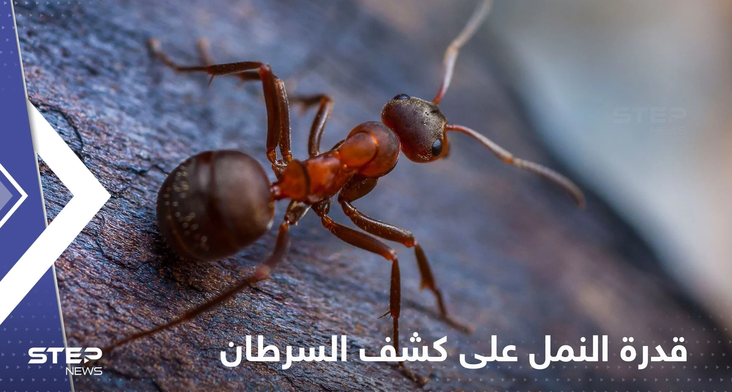 قدرة النمل على كشف أورام السرطان.. دراسة جديدة تكشف التفاصيل
