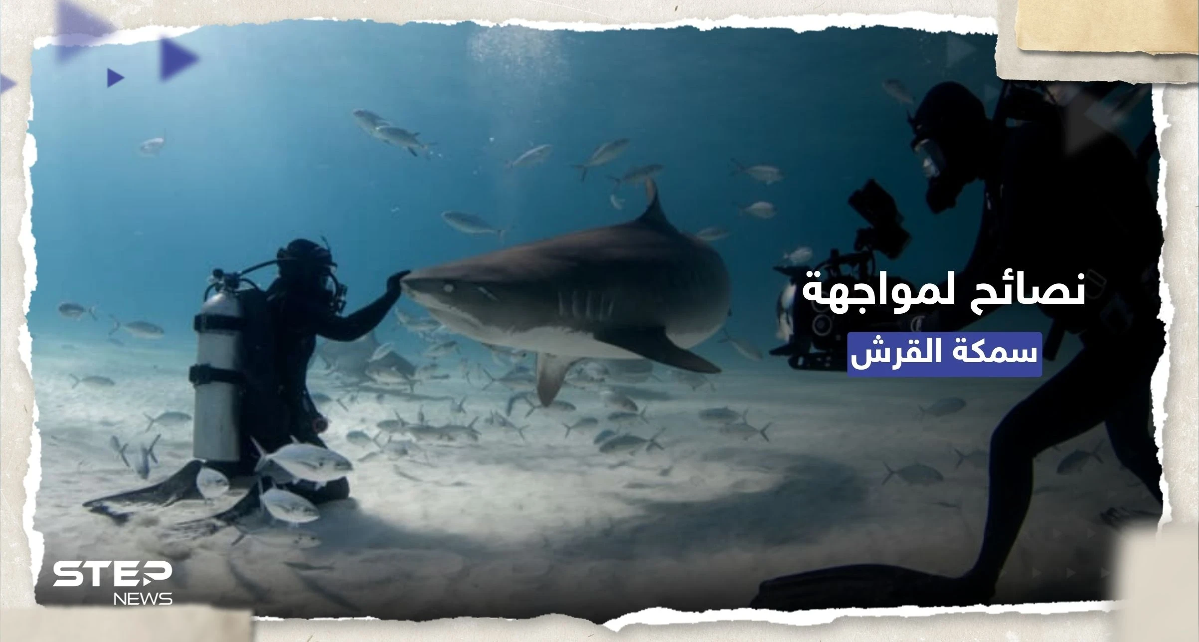 كيف تتصرف حال هاجمك قرش مفترس.. 7 نصائح منها "التصرّف بشجاعة"
