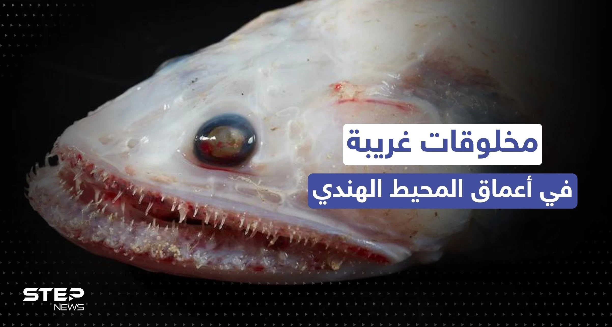 مخلوقات غريبة قرب براكين في أعماق المحيط الهندي.. اكتشاف مذهل في عالم البحار