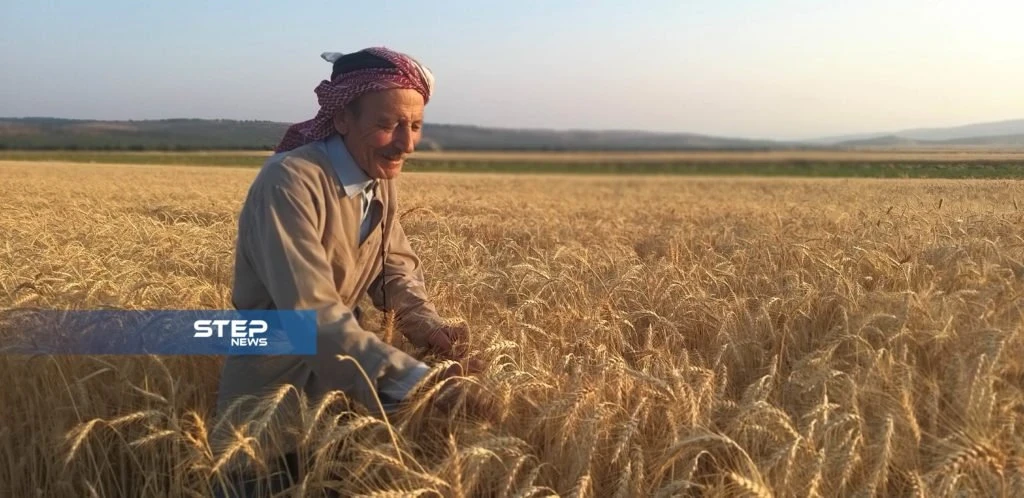 بالصور.. بدء موسم حصاد محصول القمح غرب حلب.. بين ضعف الانتاج وارتفاع التكاليف