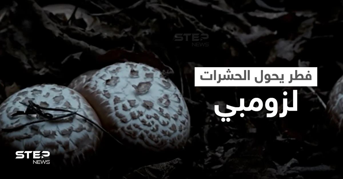 شاهد|| حقيقة مرعبة.. ظاهرة الزومبي مستوحاة من الطبيعة واكتشاف فطر قاتل يهاجم دماغ الحشرات ويحولها إلى زومبي (فيديو)
