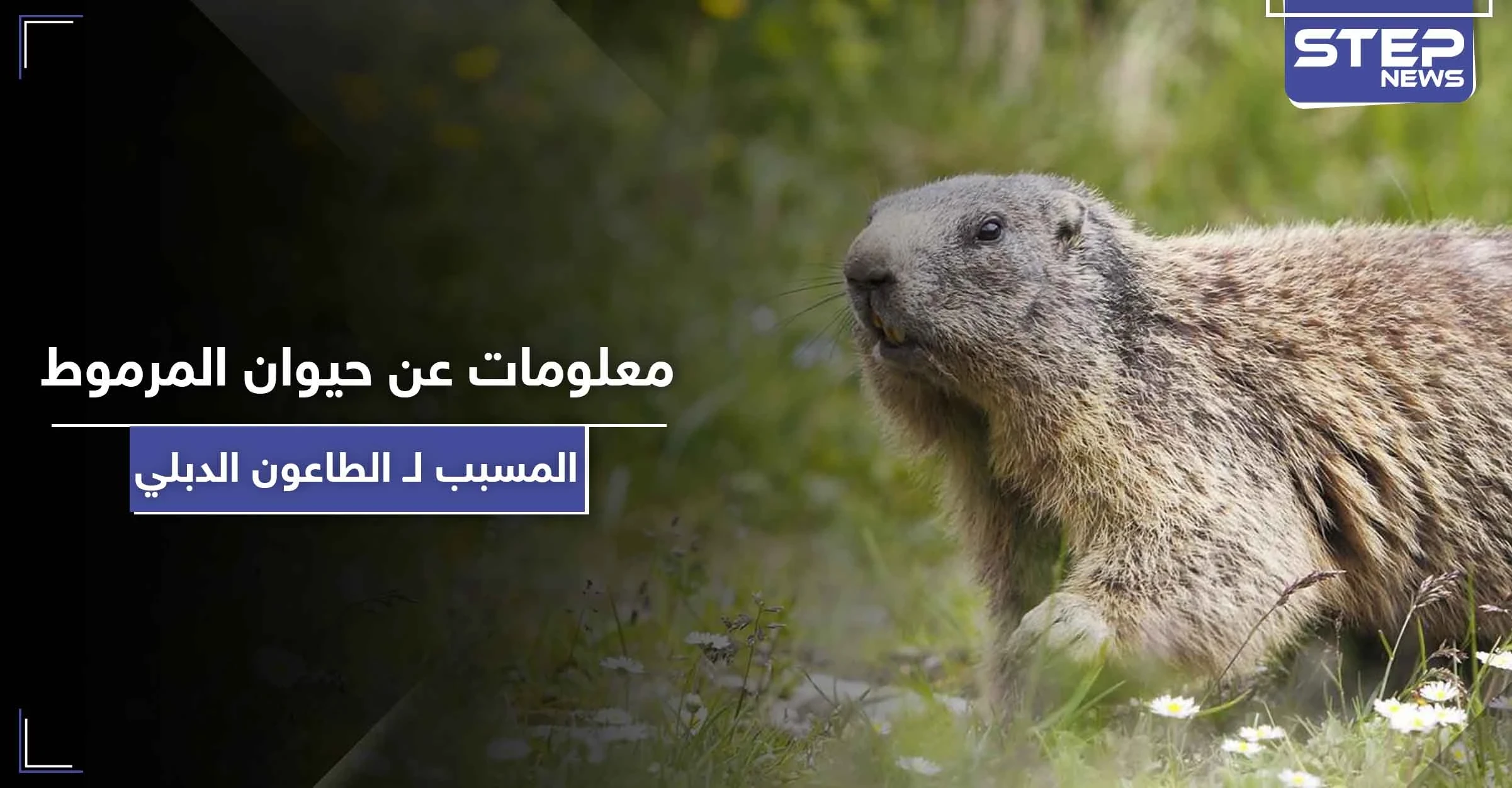 5 معلومات عن حيوان المرموط المسبب لـ الطاعون الدبلي "الموت الأسود"