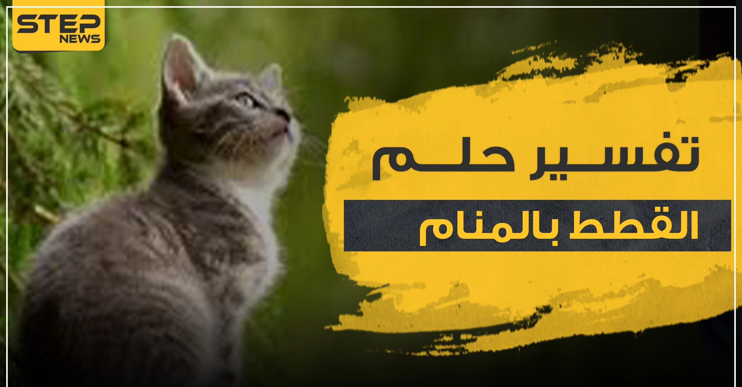 تفسير حلم القطط بالمنام بأكثر من رواية وحسب عدة مواضع