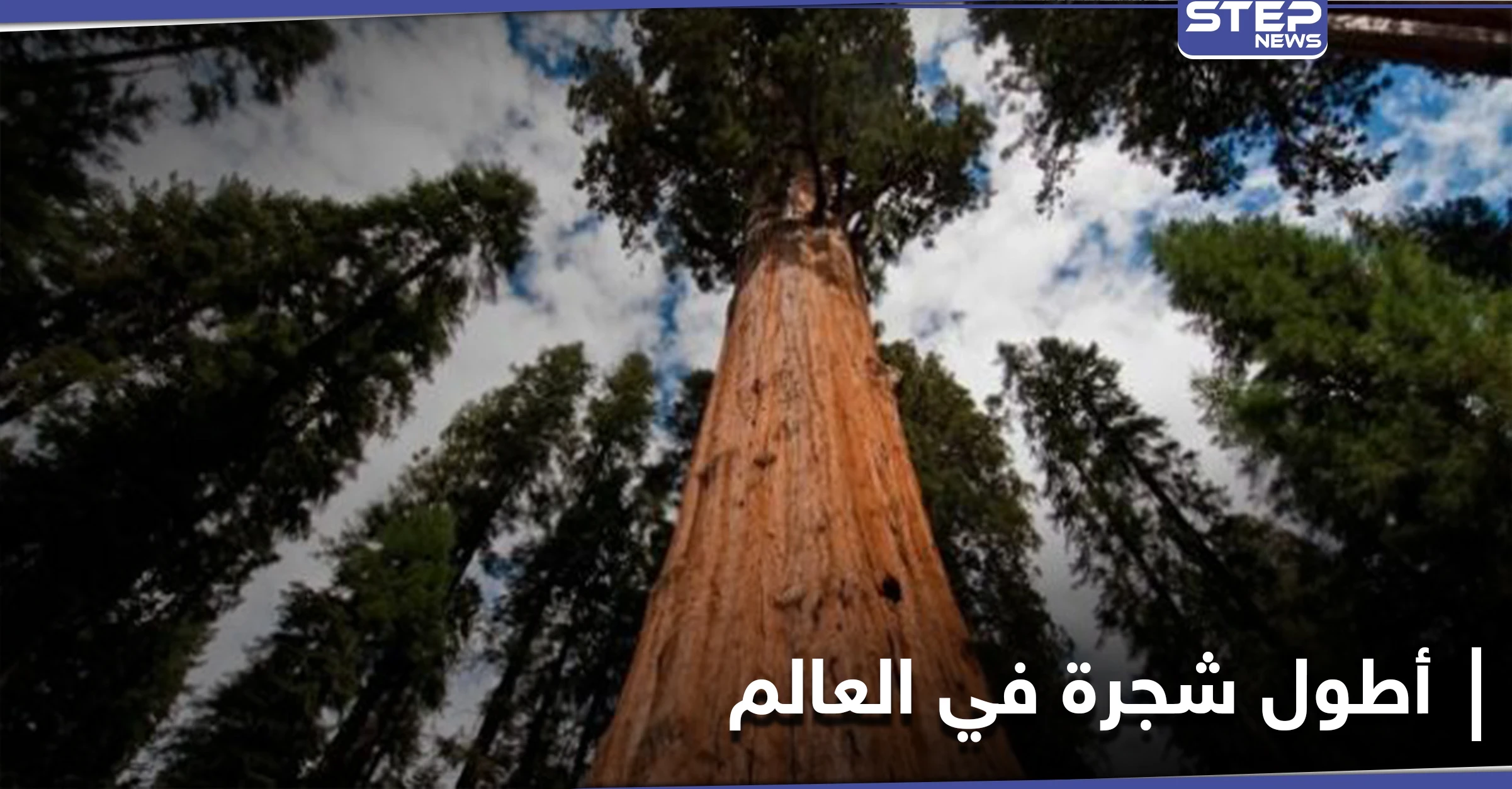 مغامران يكتشفان أطول شجرة في العالم بمحض الصدفة ومصادر تكشف أهميتها