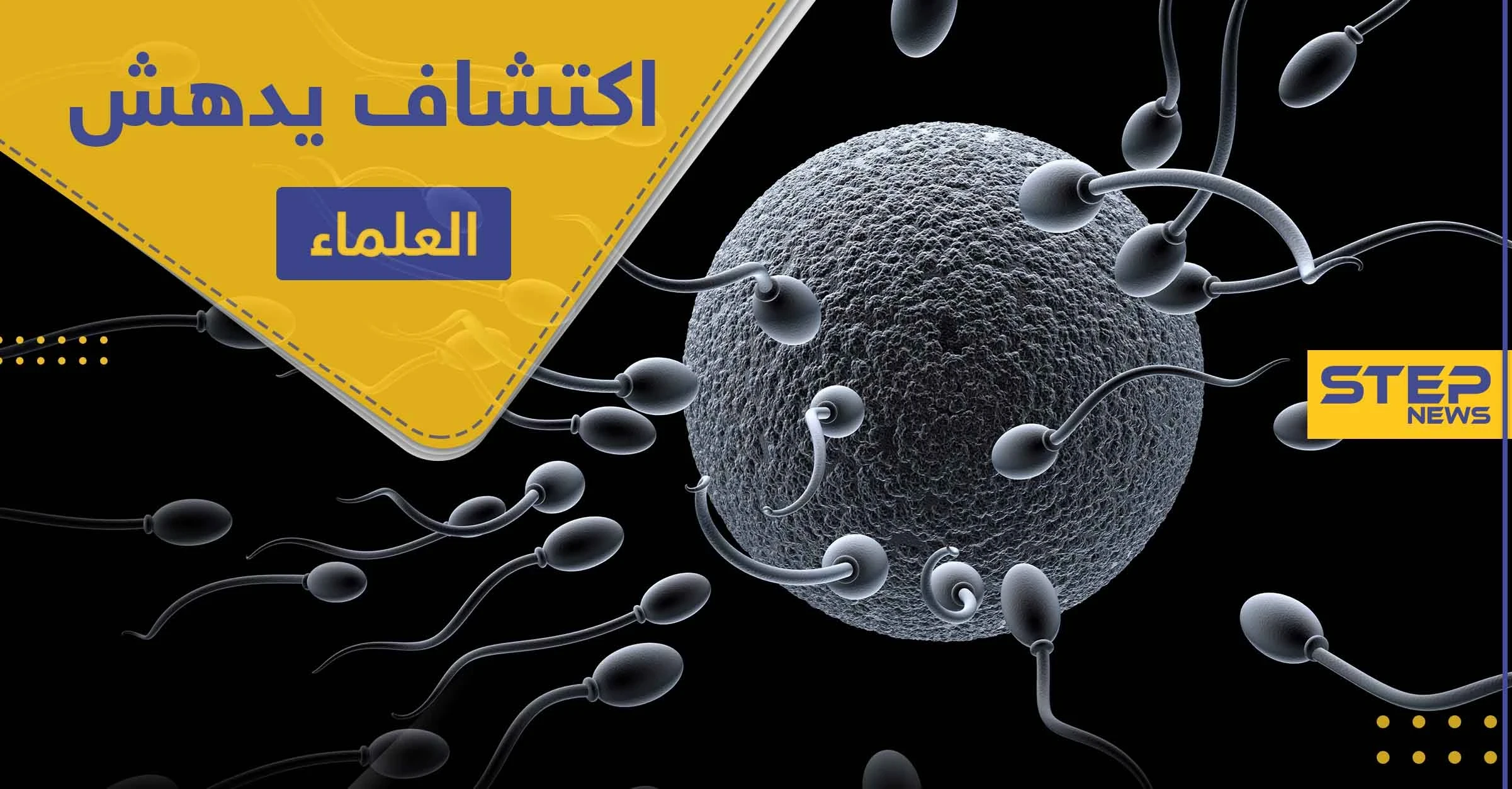 "بويضة المرأة هي التي تختار الحيوان المنوي".. اكتشاف يدهش العلماء