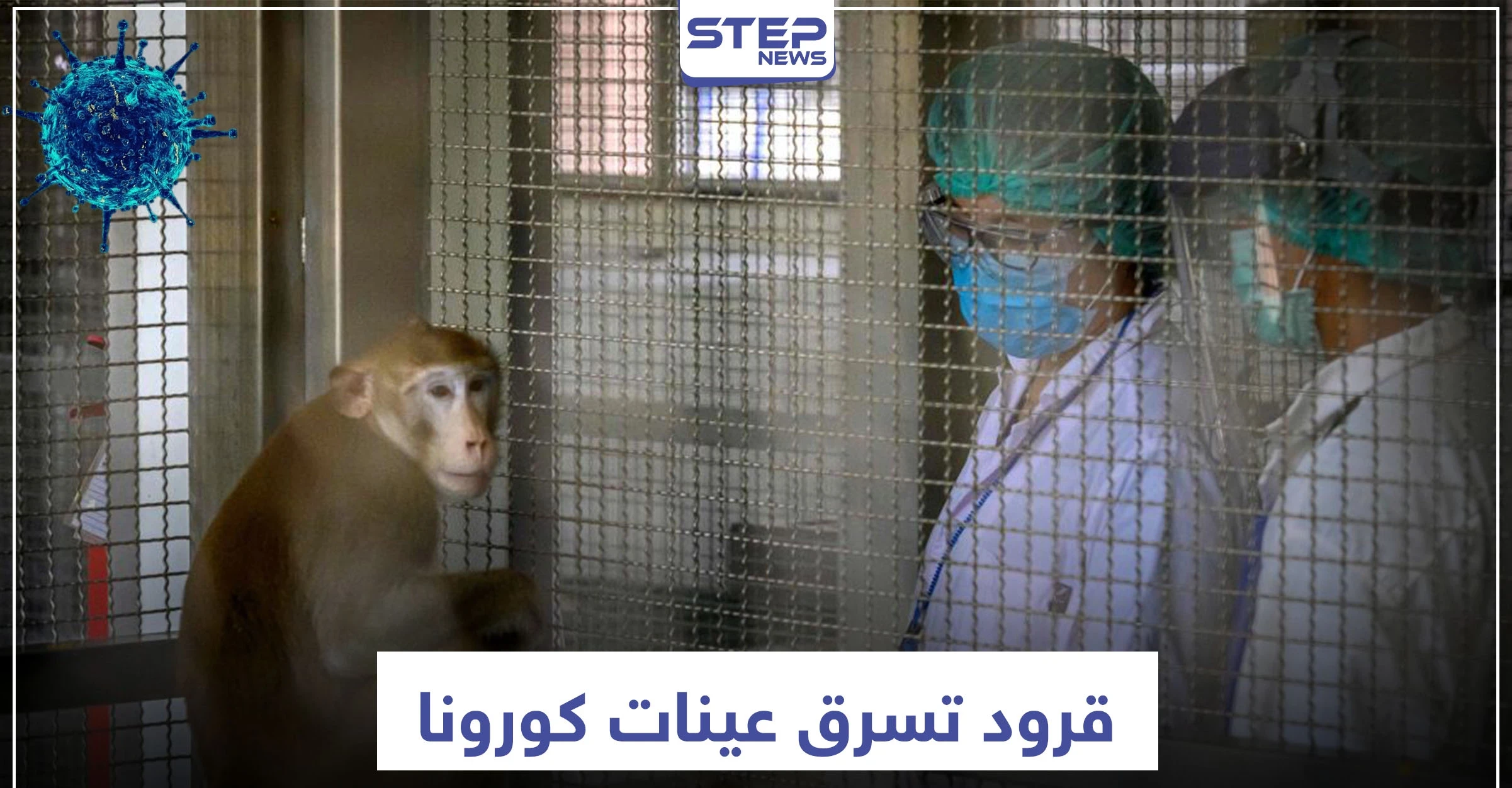 قد تسبب كارثة.. القرود تسرق عينات مصابي كورونا بهذا البلد