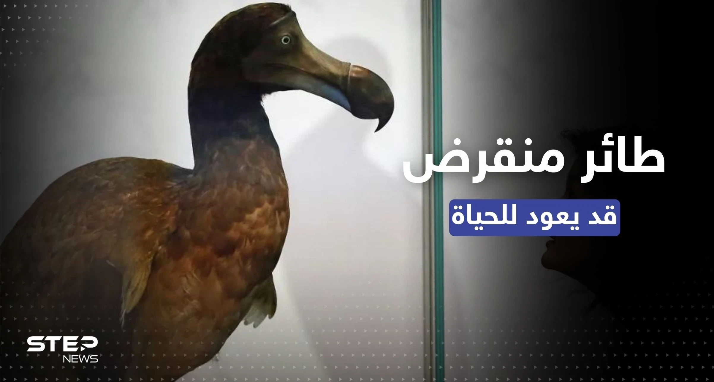 طائر منقرض منذ قرون.. طريقة علمية ثورية قد تُعيده إلى الحياة