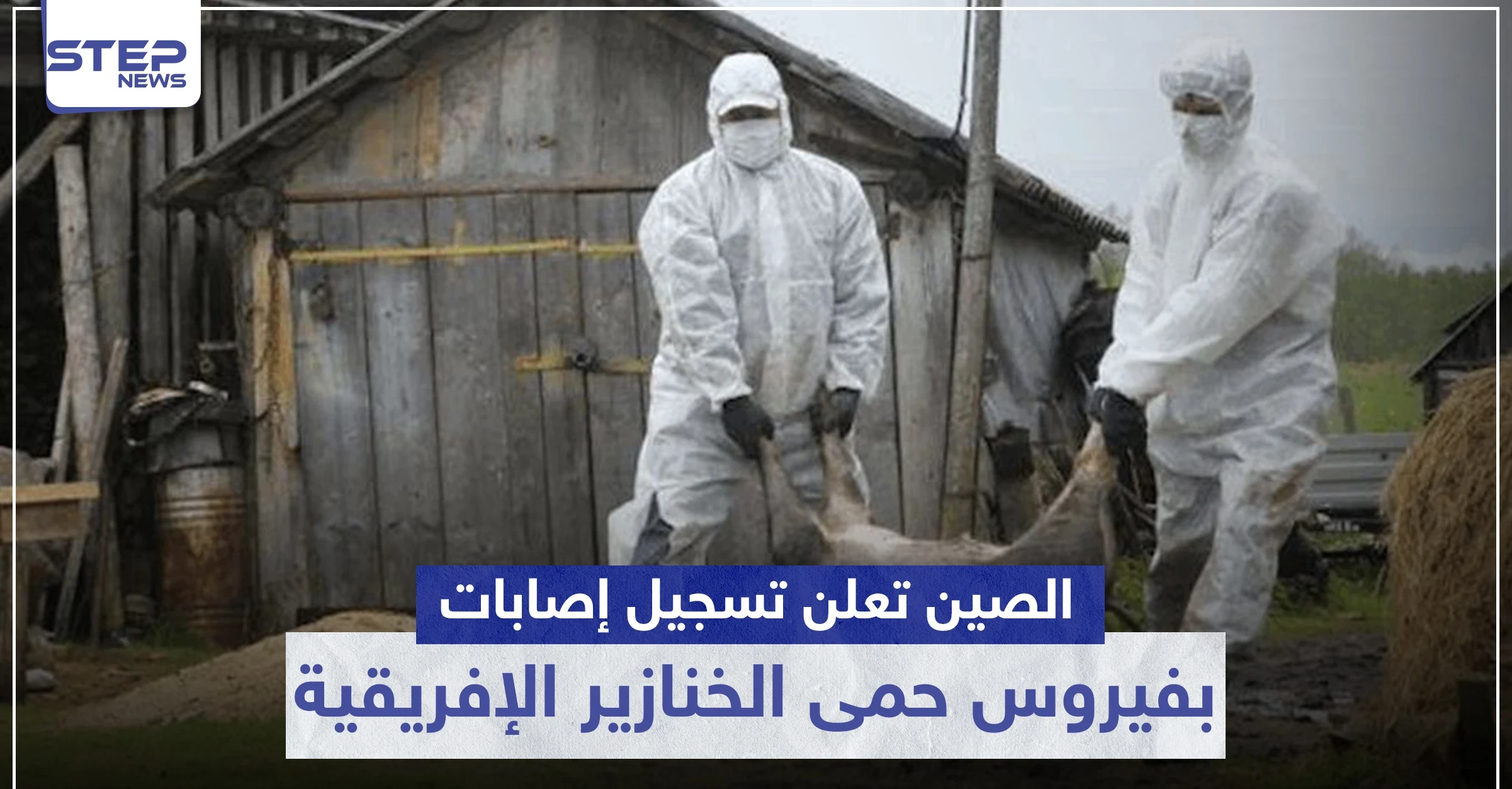 بعد وباء كورونا.. الصين تعلن تسجيل إصابات بفيروس "حمى الخنازير الإفريقية" القاتل
