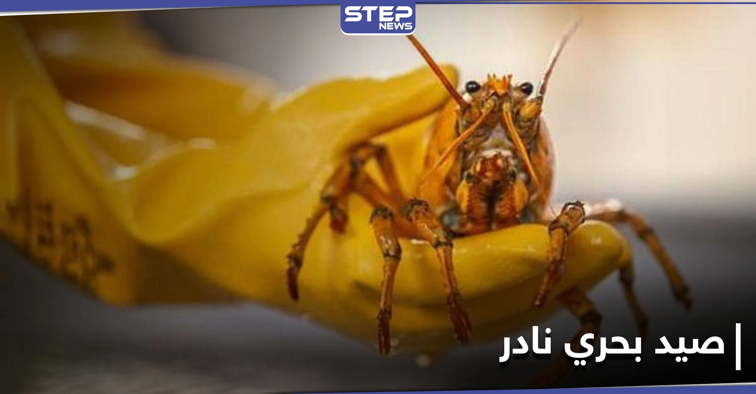 عن طريق الصدفة... صياد أمريكي يحظى بـ كائن بحري نادر بلون "غريب"