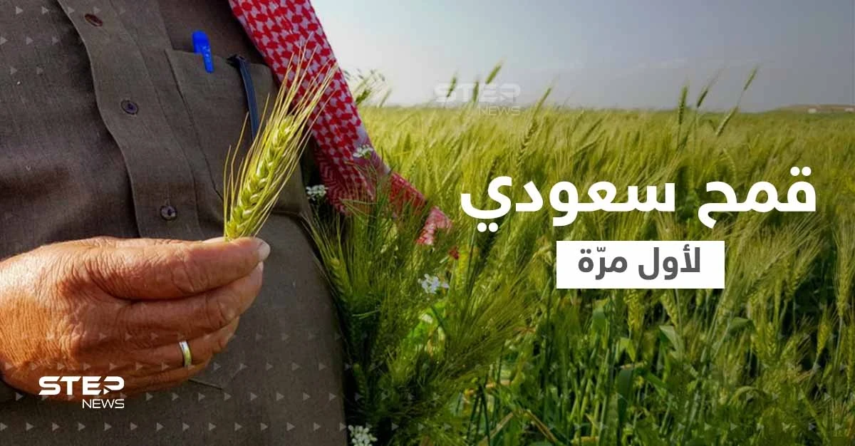 قمح الديورم السعودي.. المملكة ستنتج كميات كافية للإنتاج المحلي لأول مرّة