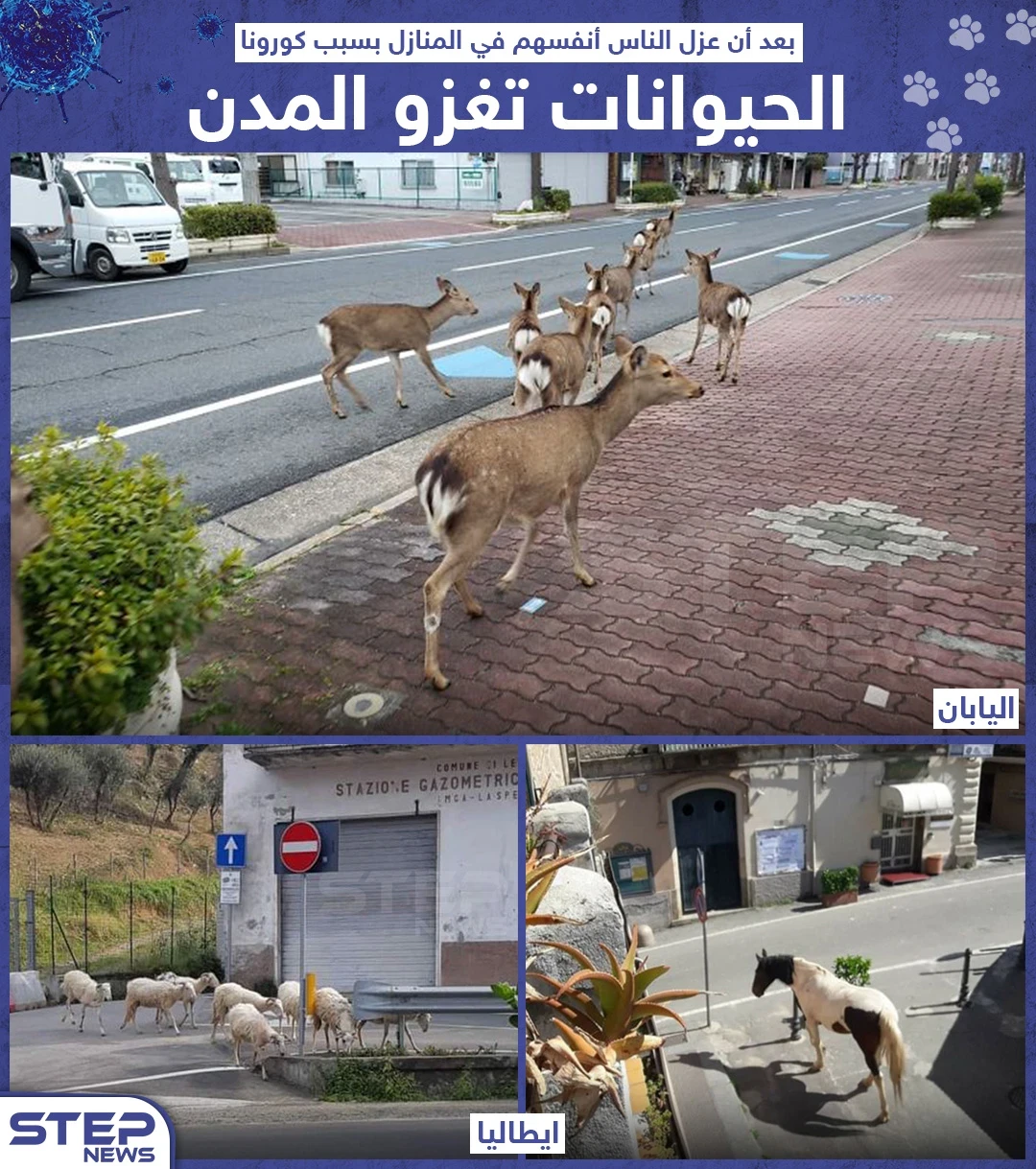 الحيوانات تغزو المدن بعد عزل الناس أنفسهم بالمنازل إثر جائحة كورونا