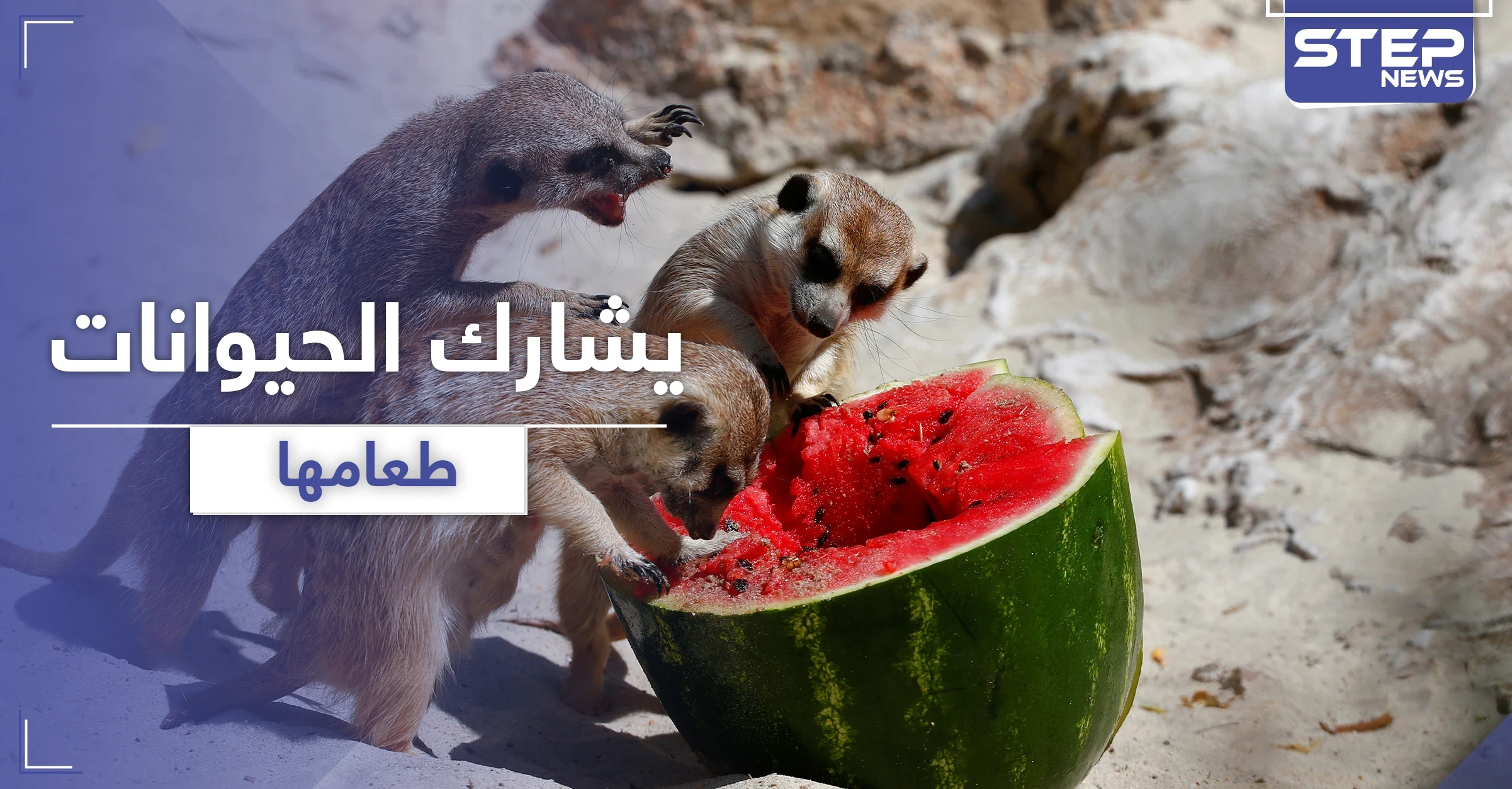 بالفيديو || مدرس صيني يأكل مع الحيوانات طعامها المفضل