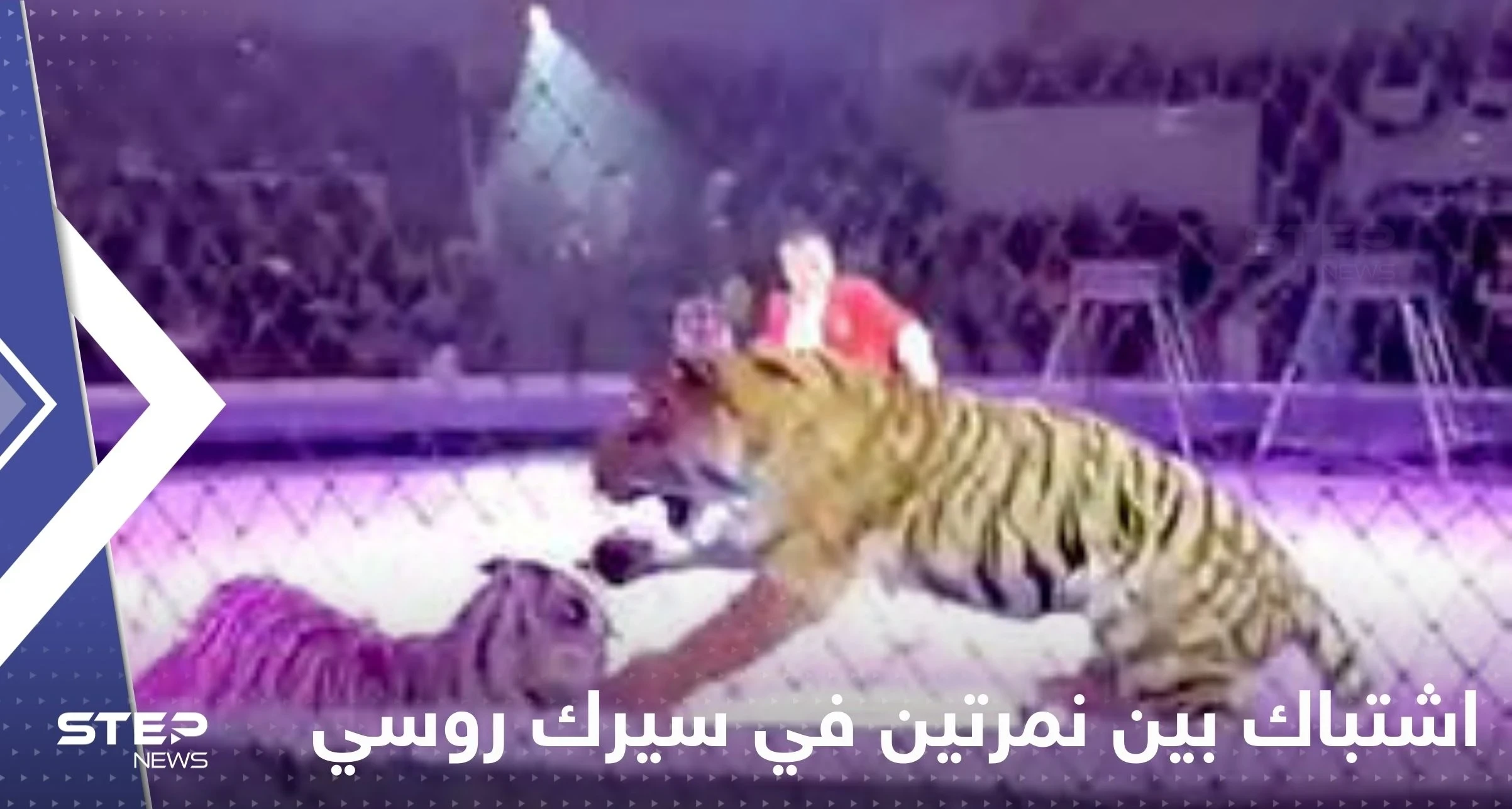 شاهد|| اندلاع معركة "شرسة" بين نمرتين في سيرك روسي يدفع المسؤولين لإيقاف العرض فوراً