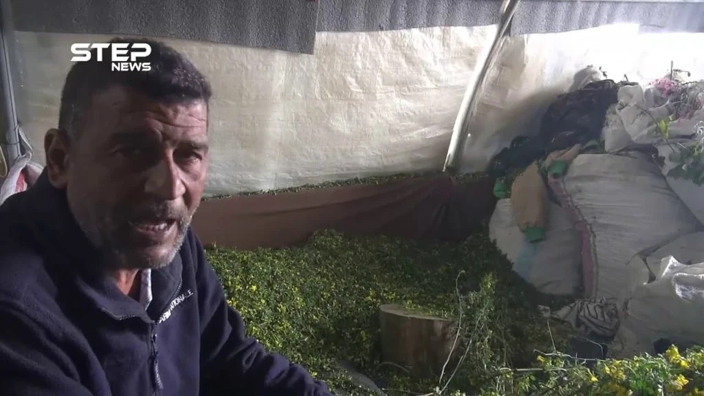 العمل في الأعشاب مهنة تساعد أهالي مخيمات خربة الجوز في ريف جسر الشغور لتأمين لقمة العيش