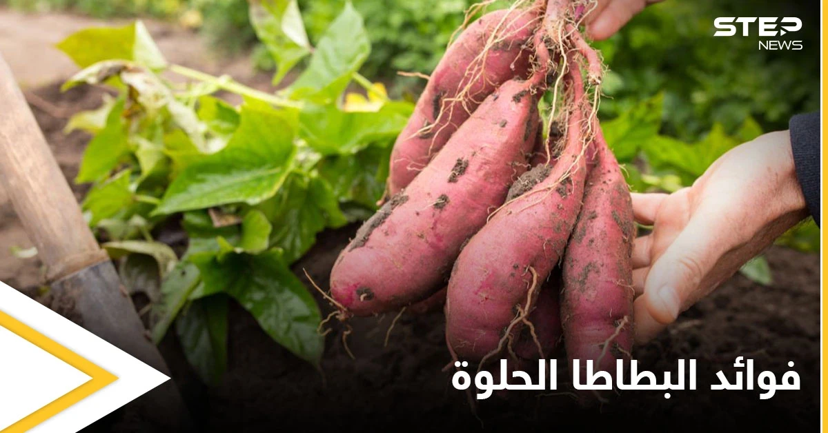أبرز فوائد البطاطا الحلوة للمفاصل وعلاج الالتهابات