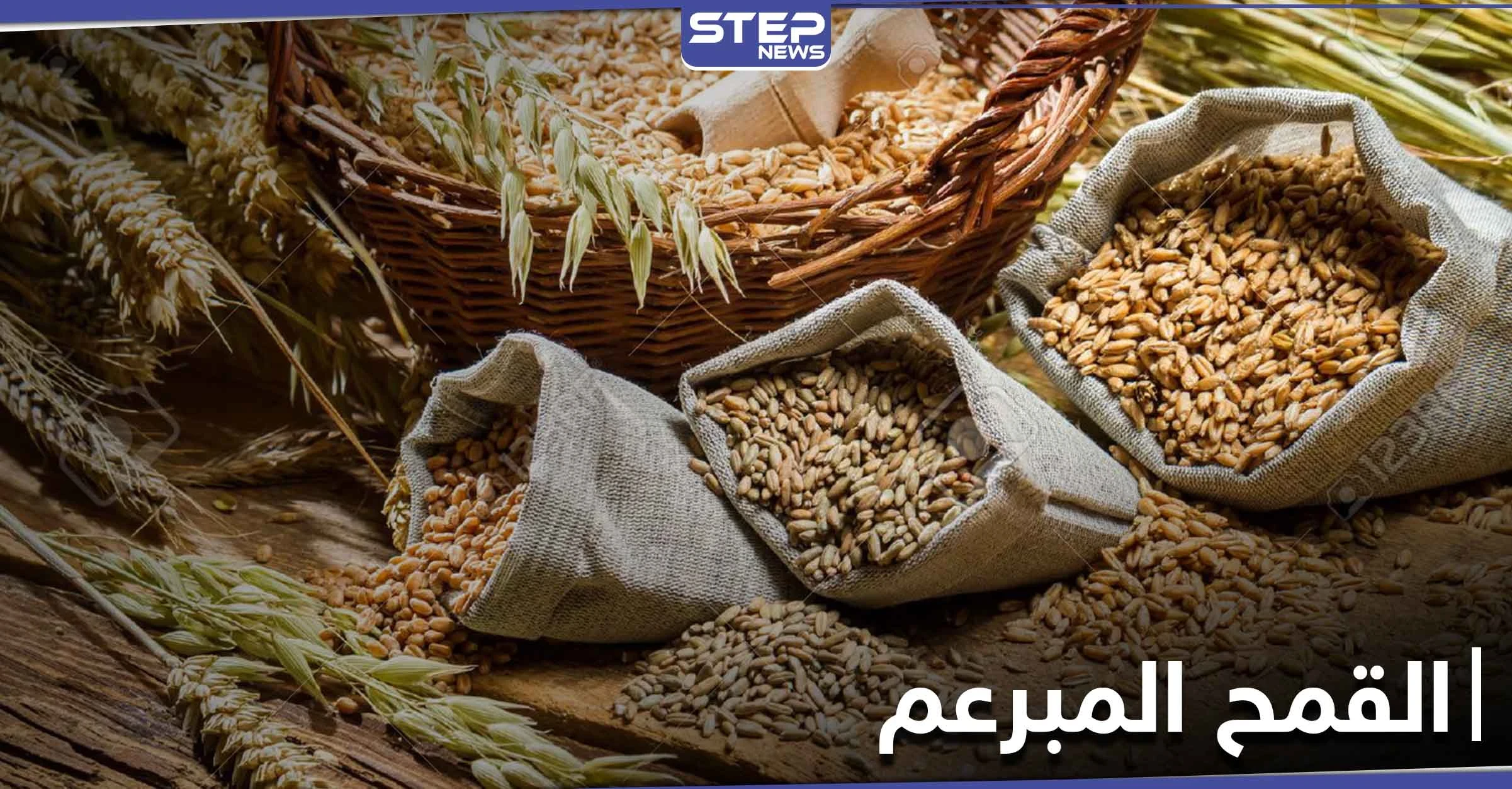 القمح المبرعم ثورة في عالم الغذاء .. فوائده الكثيرة وأسرار استنباته