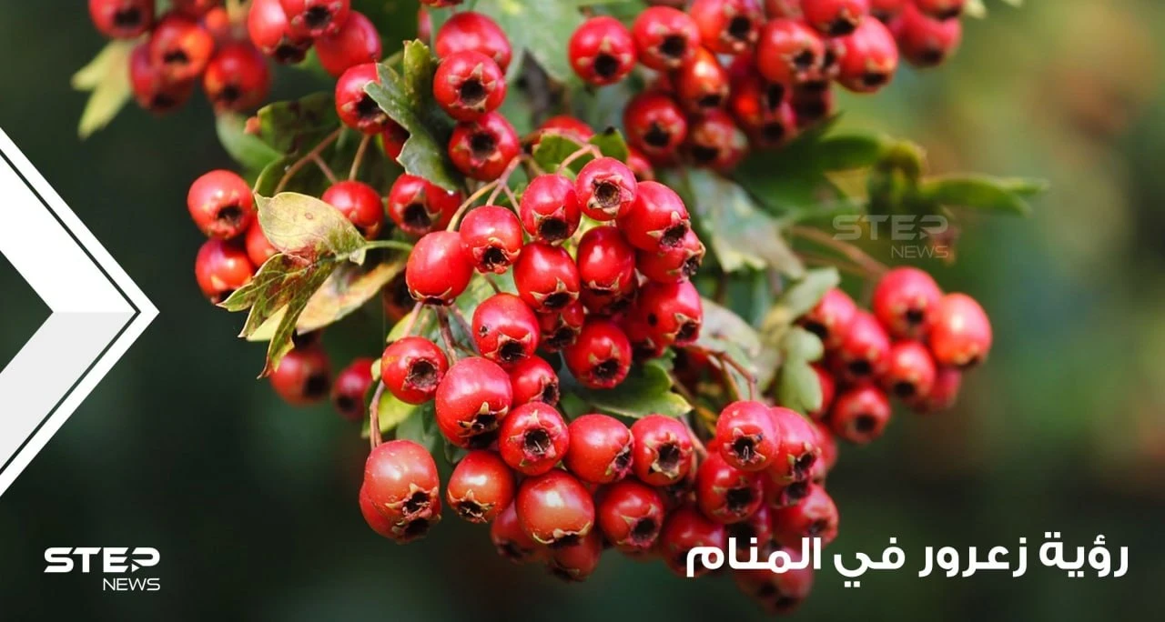 الزعرور في المنام شجرته وثمرته ودلالته عند المعبرين