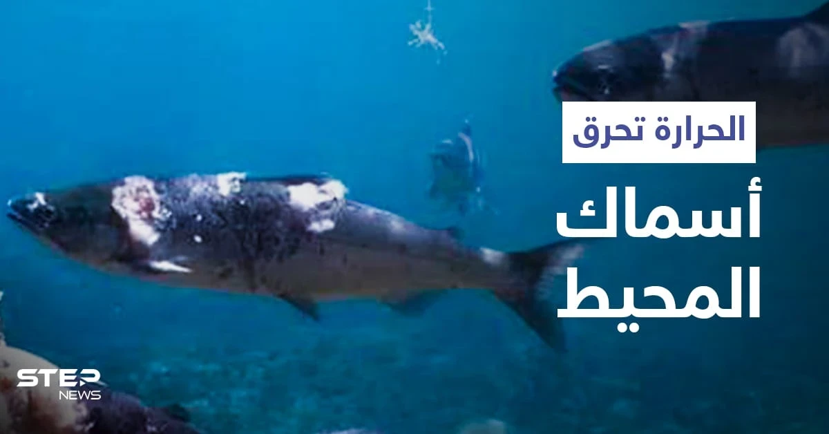 صيف ملتهب وكوارث متتابعة.. مشاهد مؤلمة لاحتراق أسماك السلمون داخل المحيط بسبب الحرارة المرتفعة (فيديو)
