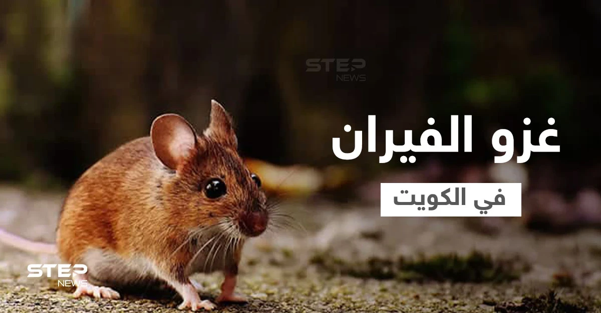 بالفيديو|| الكويت تواجه معضلة القوارض وهاشتاغ "غزو الفيران" يشعل المنصات ويحمل ذعر المواطنين ومخاوفهم