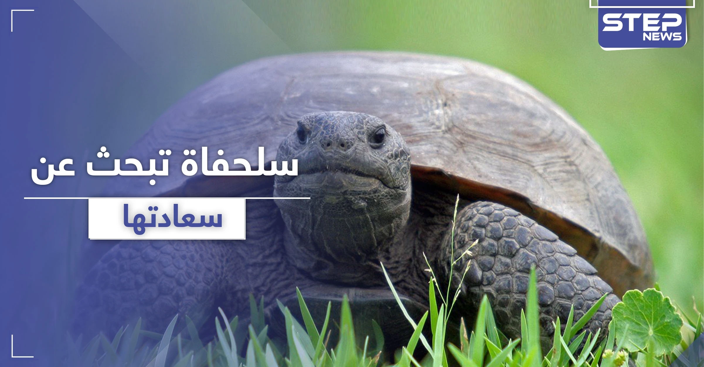 بالفيديو || لحظات مدهشة لسلحفاة تبحث عن سعادتها