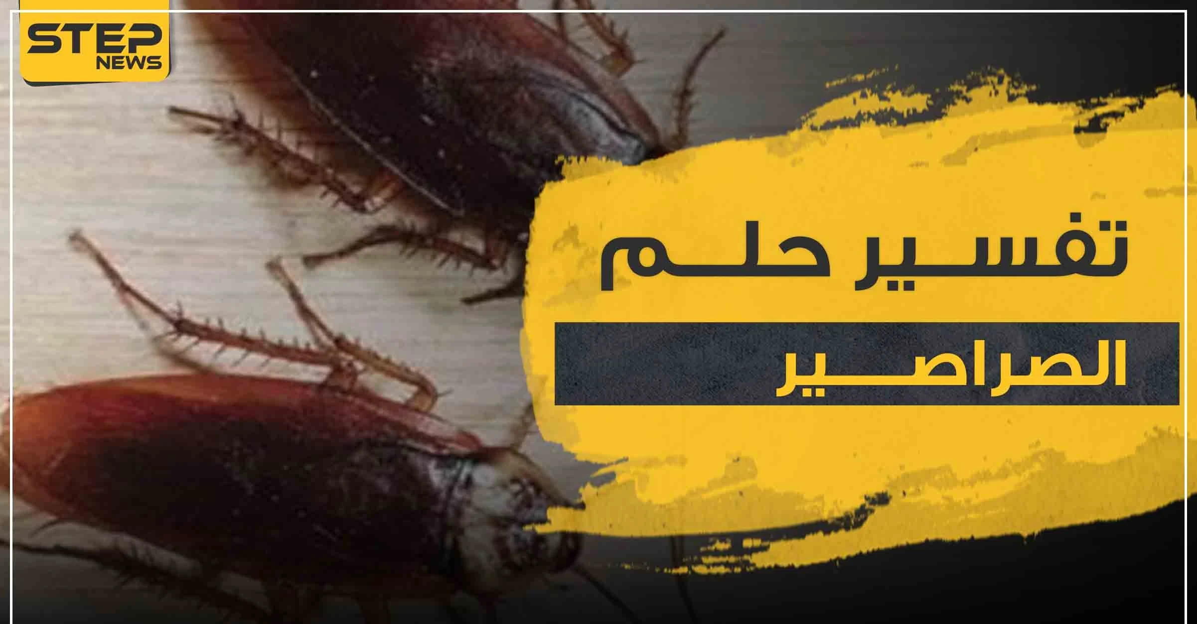 تفسير حلم الصراصير في البيت لجميع أفراد الأسرة .. 4 تفاسير لرؤية المرأة له