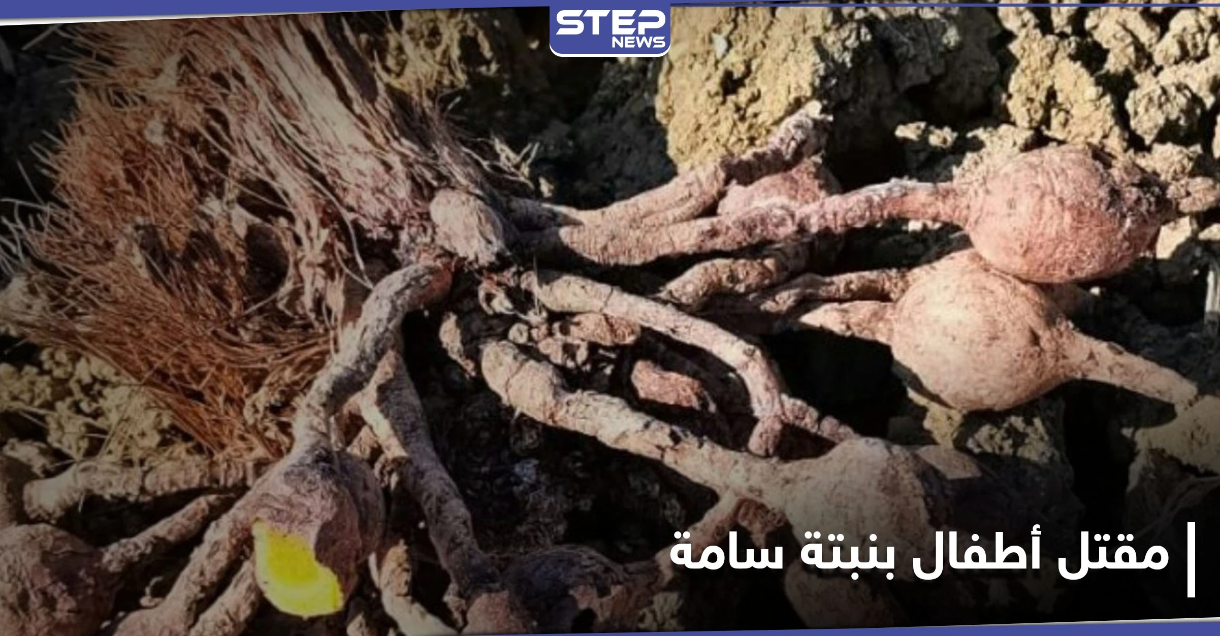 حادثة تهز طنجة.. نبتة "ضارة ونافعة" تودي بحياة طفلين مغربيين وتُسمم آخرين