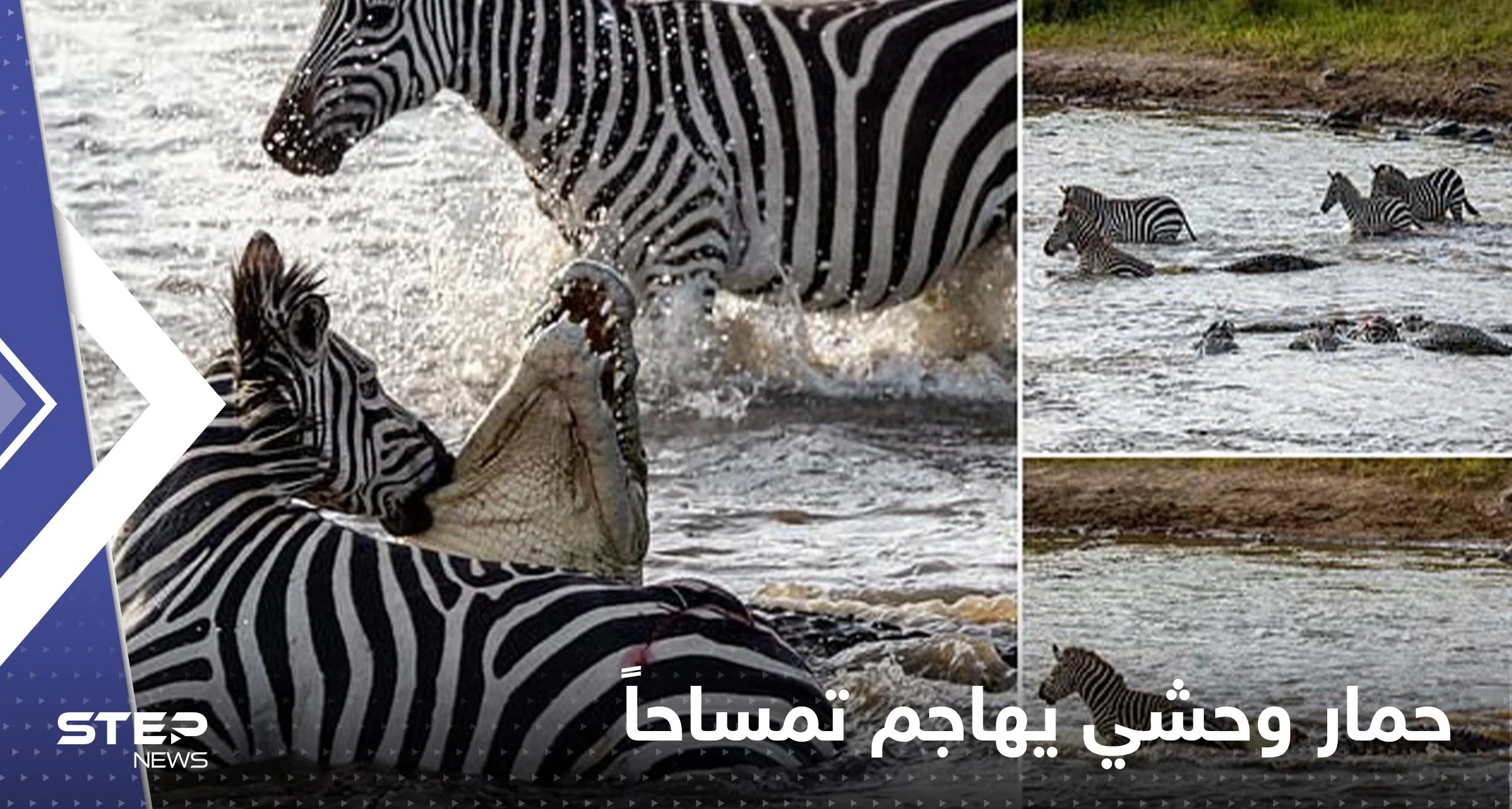 شاهد|| بحادثة مثيرة للدهشة.. حمار وحشي يغرق أسنانه في حلق تمساح كان يتربص به