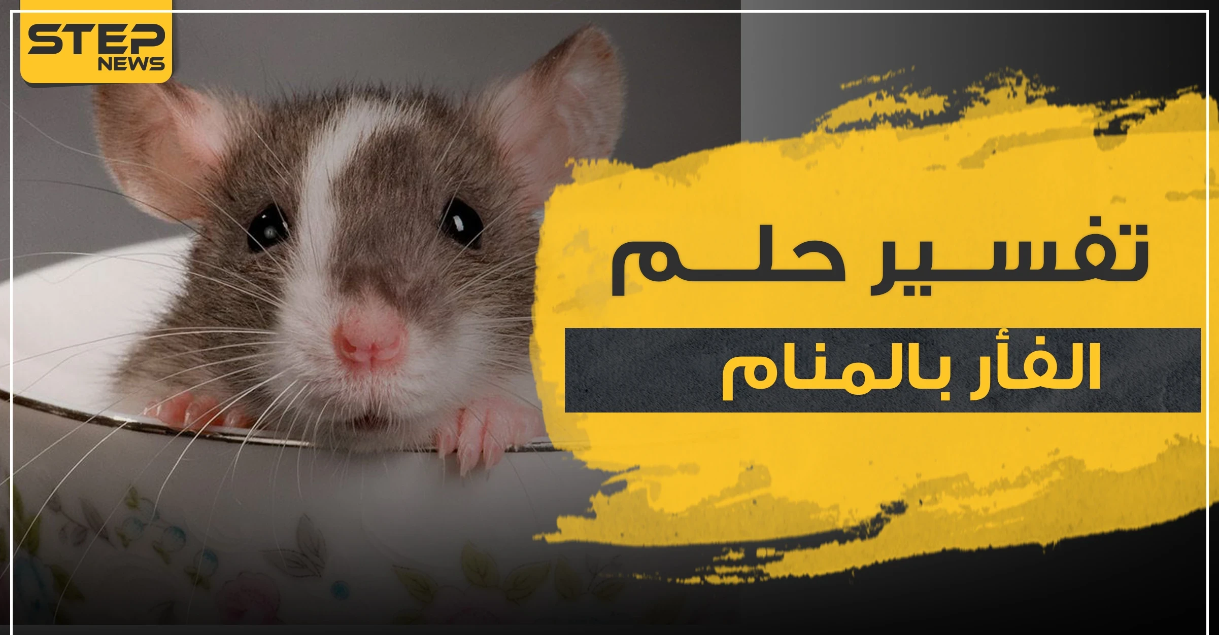 تفسير رؤيا الفأر بالمنام حسب 3 رويات وبأكثر من موضع