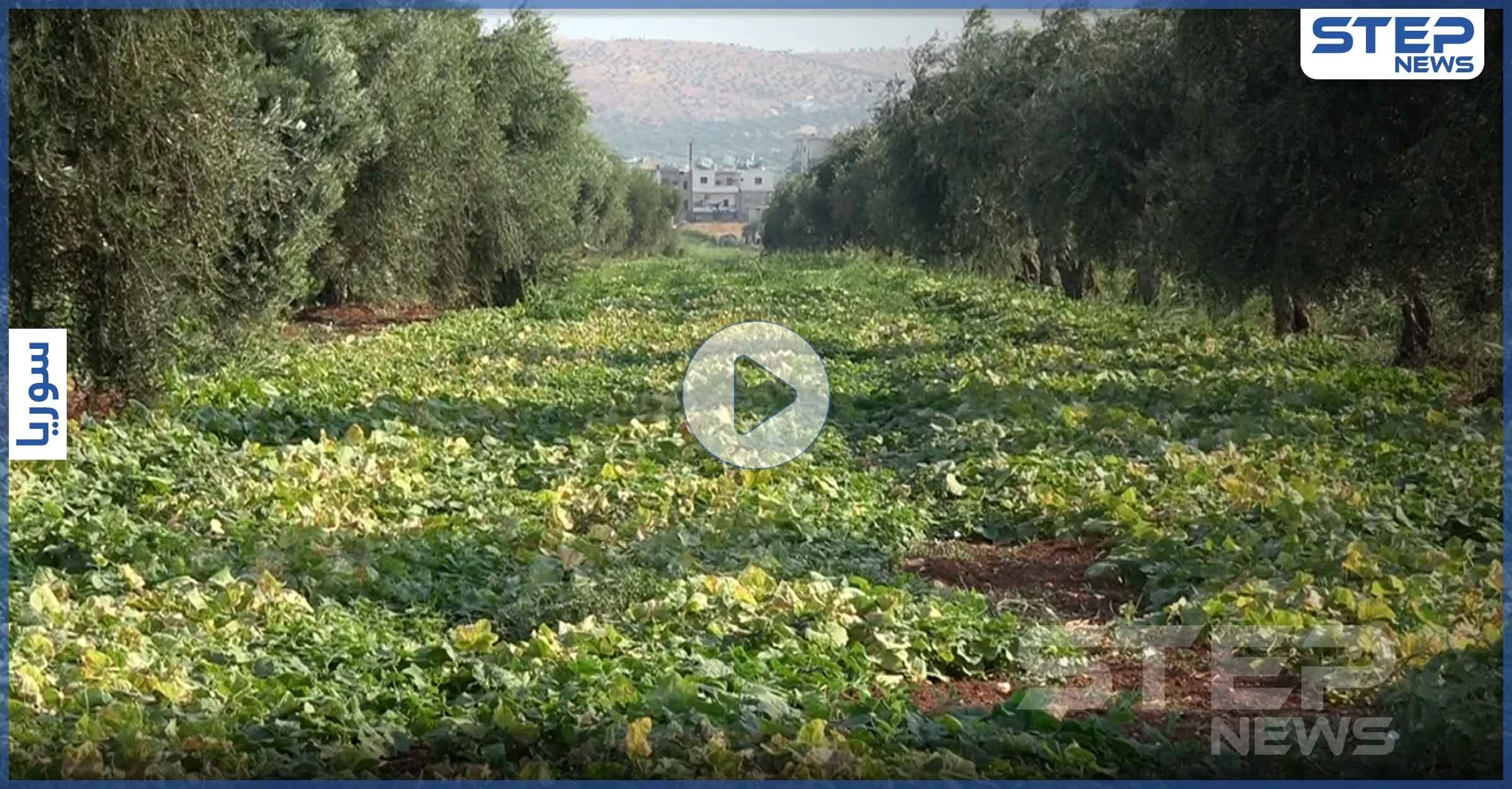 شاهد الصعوبات التي يواجهها مزارعي شمال إدلب أثناء جني المحاصيل الصيفية