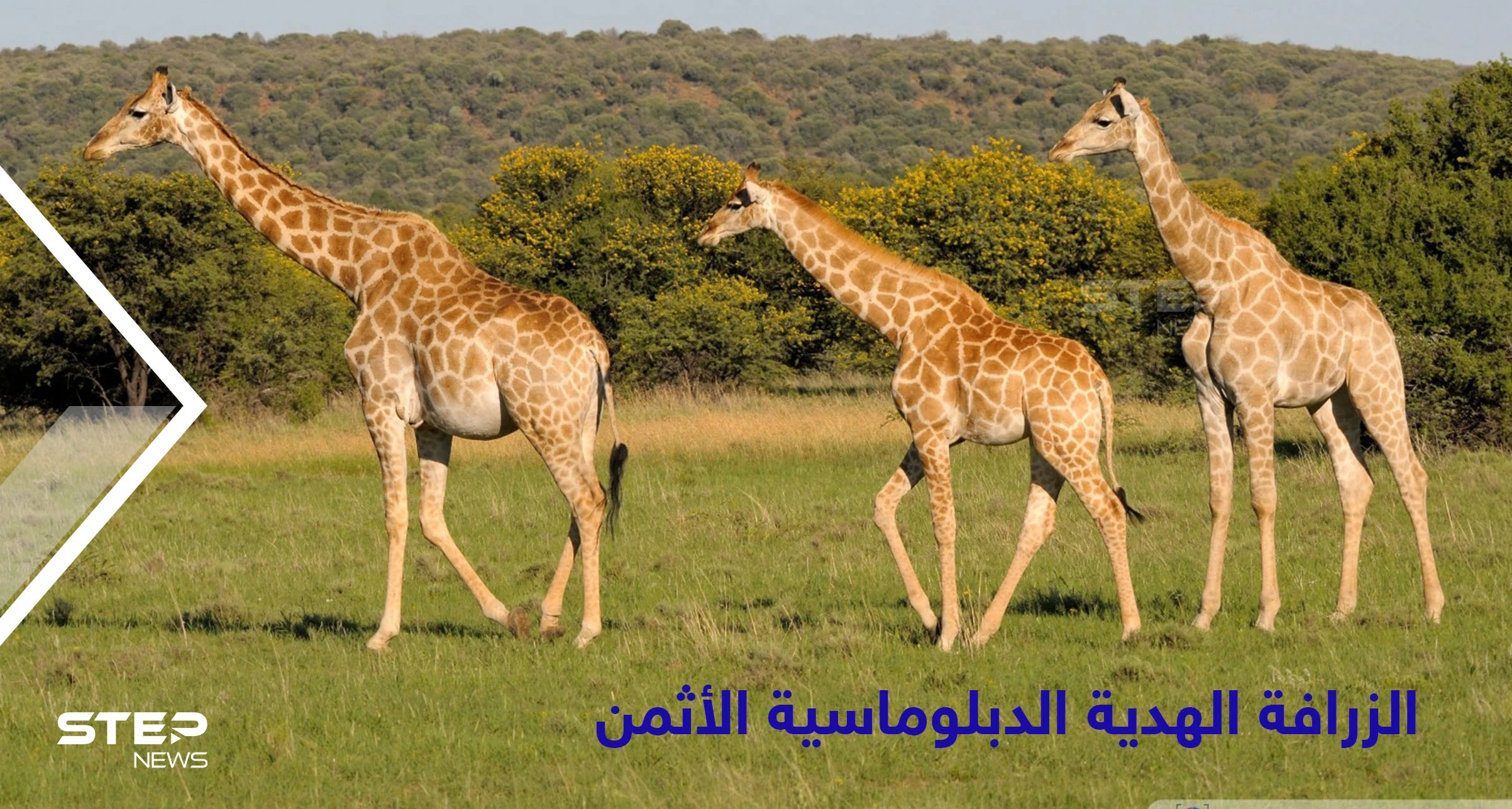 الجاذبية ألد أعدائها.. أسرار مثيرة في حياة الزرافة ولماذا قدمها محمد علي باشا كهدية ثمينة لفرنسا