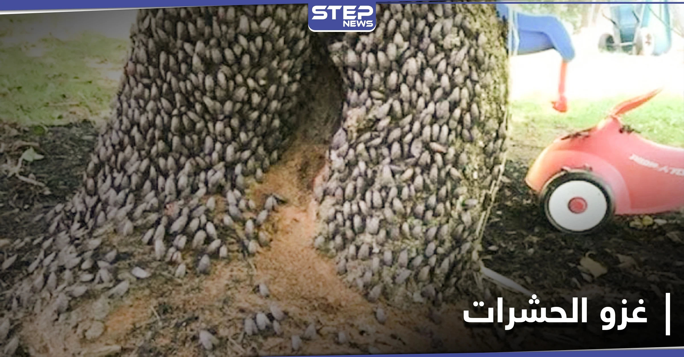حشرات بالملايين تستعد للخروج من تحت الأرض وغزو المدن الأمريكية بظاهرة لم تحدث منذ عقدين