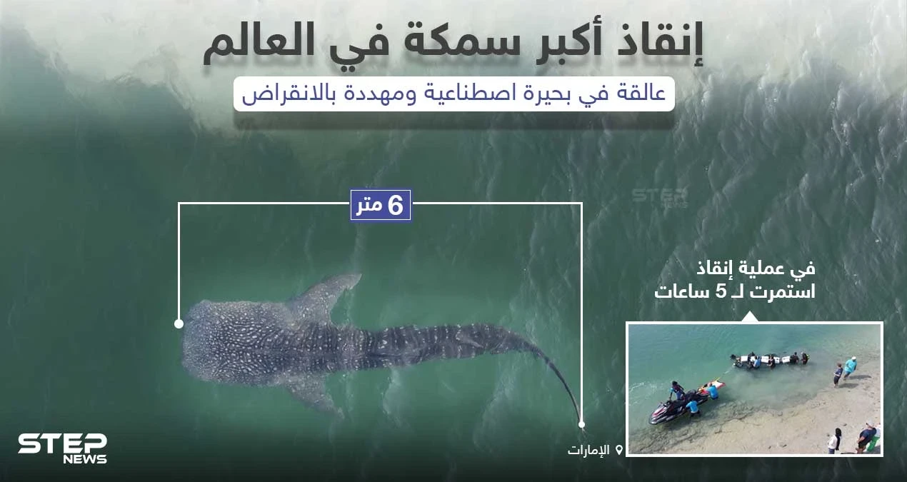إنقاذ أكبر سمكة في العالم عالقة في بحير اصطناعية في دولة الإمارات