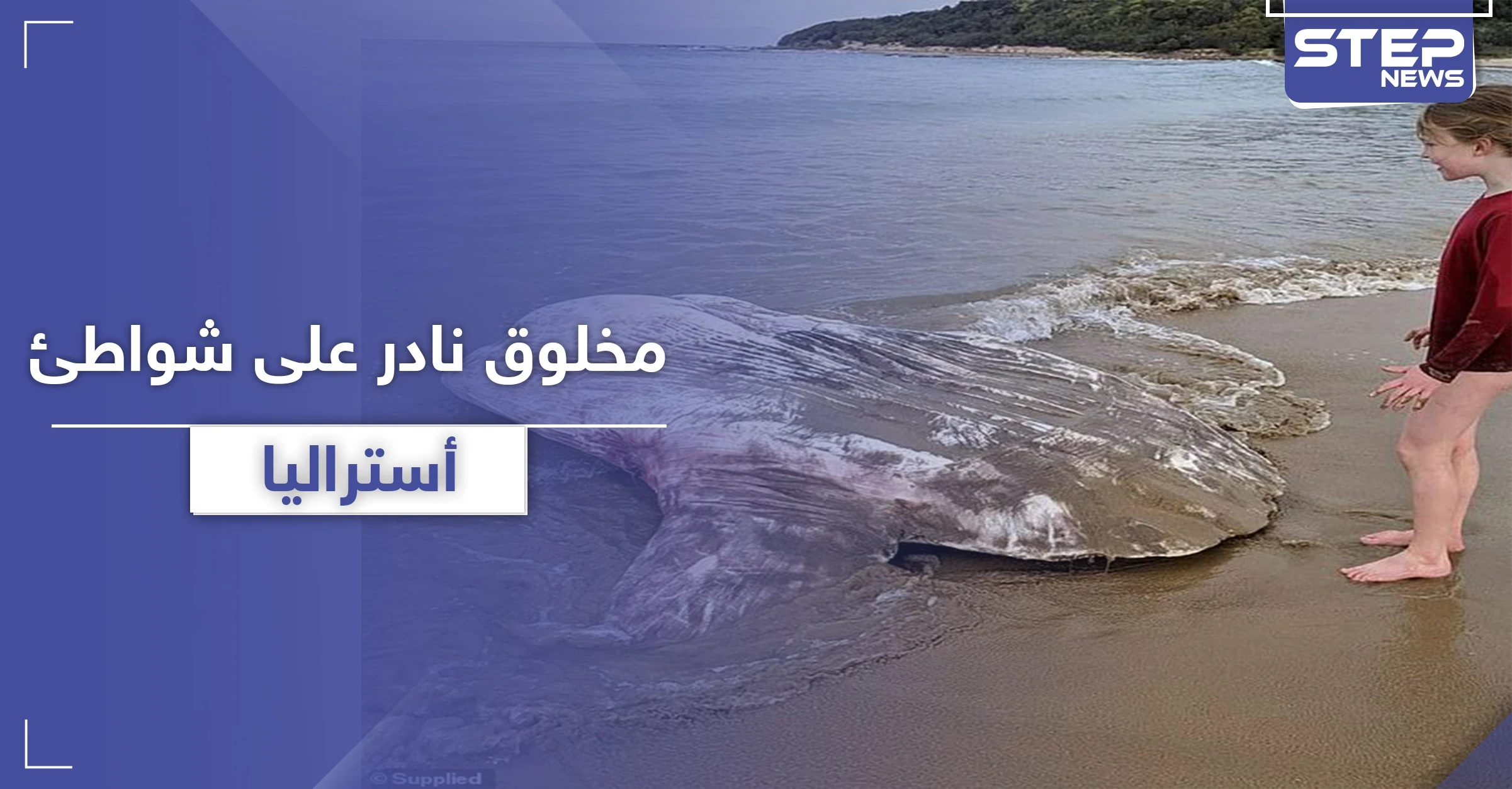 بالصور|| سمكة شمس المحيط.. سائحان يعثران على مخلوق غريب ونادر على شواطئ أستراليا