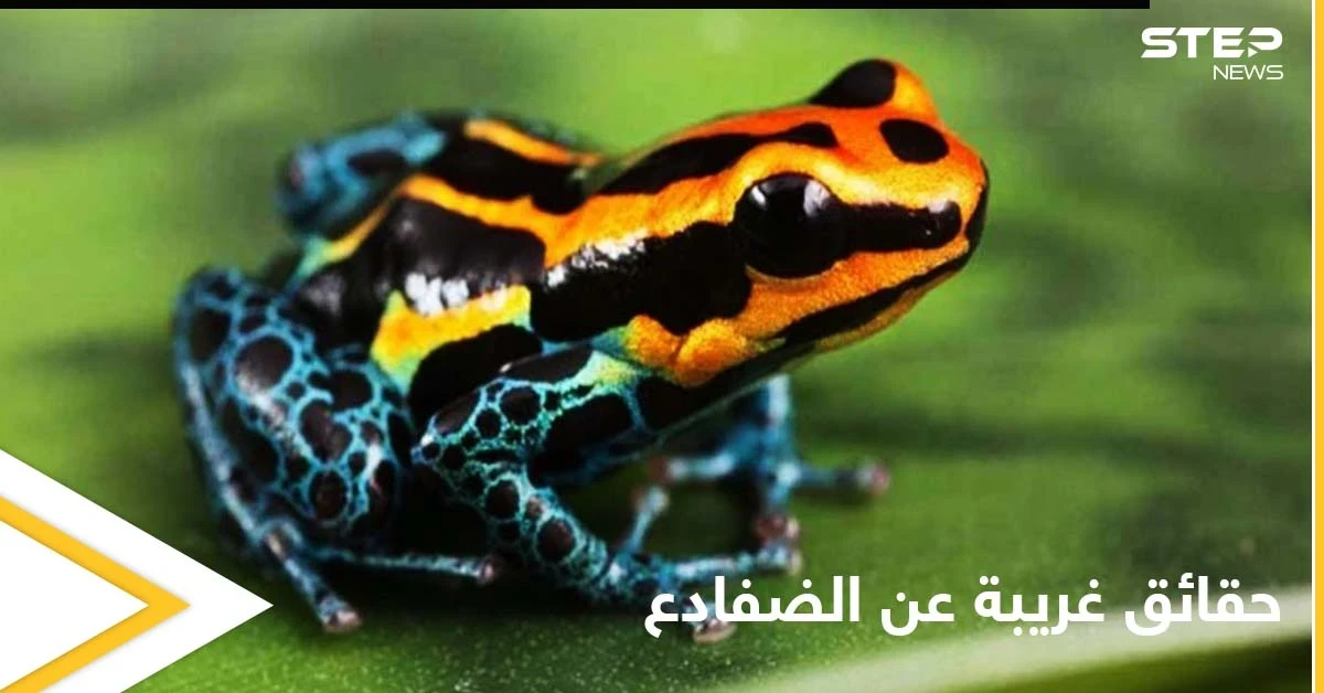هل تمتلك الضفادع عظاماً وأسنان.. إليك حقائق غريبة عن حياتها
