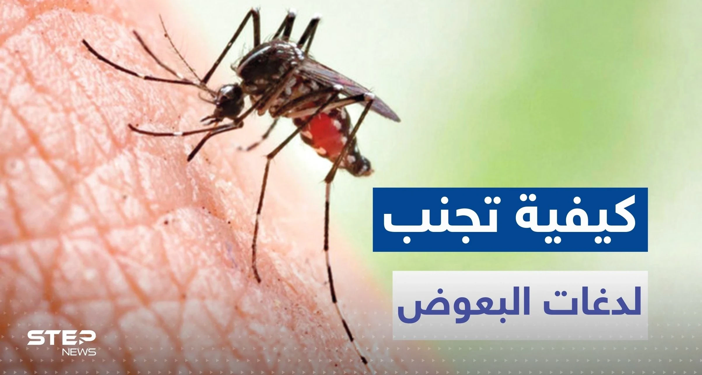 لتجنب لدغات البعوض مع دخول فصل الصيف.. تناول هذه الأعشاب والتوابل