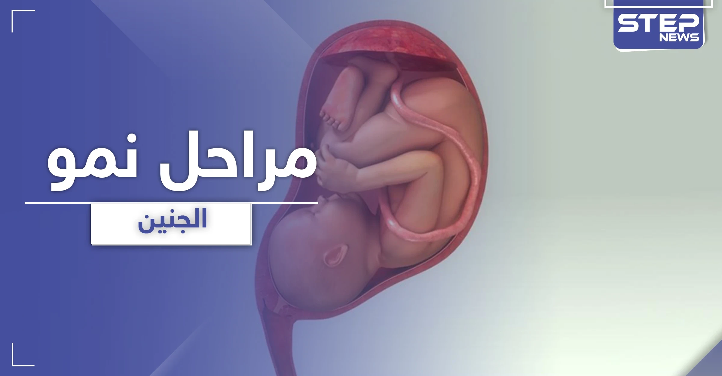 مراحل نمو الجنين من الأسبوع الأول في الحمل وحتى الأربعين